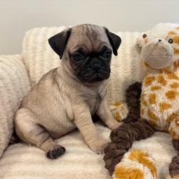 Middle girl - Fawn female Pug puppy in Athens, Alabama from Tina’s Pugs