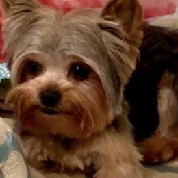 Beau - Yorkshire Terrier