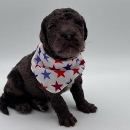 Nash - Merle male Bernedoodle puppy in Claremont, North Carolina from Magnolia Grove Farms