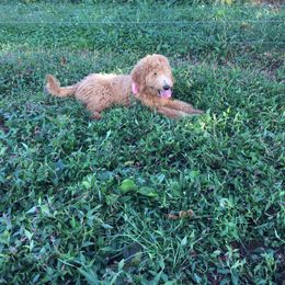 Goldendoodle Puppies from JEM’s doodles