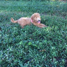Goldendoodle Puppies from JEM’s doodles
