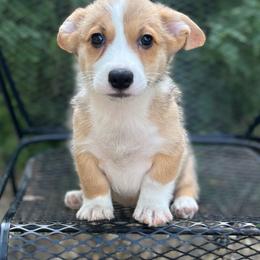 Arcadia - Red and white male American Corgi puppy in Hope, Arkansas from Foxy Knoll Farm