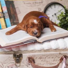 Louisa - Red  female Goldendoodle puppy in New Lenox, Illinois from New Doods On The Block