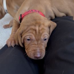 Chase - Golden rust male Vizsla puppy in Plymouth, Minnesota from Carlson Vizslas