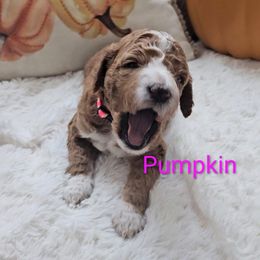Pumpkin (pink collar) - Red  female Goldendoodle puppy in Fayetteville, North Carolina from Frannie's Goldendoodle Puppies