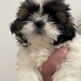 Billy - Black gold and white male Shih Tzu puppy in Ridgecrest, California from Love4Shihtzu