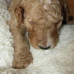 Goldendoodle and Poodle Puppies from David & Patricia Elliott