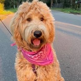Goldendoodle Puppies from Melodies Daytona Doodles