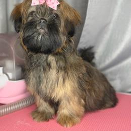 Ckc Belleamy - Brindle female Shih Tzu puppy in Roseville, Michigan from Diamond Paws LLC