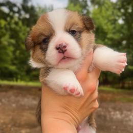 Theodore (Teddy) - Red male Pembroke Welsh Corgi puppy in Benton, Arkansas from High Cotton Corgis