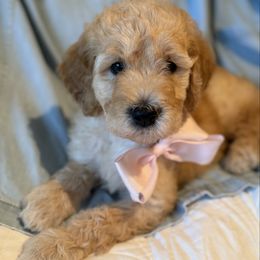 Liberty - Cream female Goldendoodle puppy in Hollywood, Florida from Royal Goldendoodle