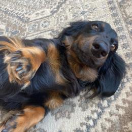 Layla - Dachshund
