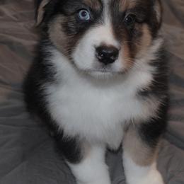 Hans - Black tri-color male Australian Shepherd puppy in Jeddo, Michigan from Blue Water Aussies