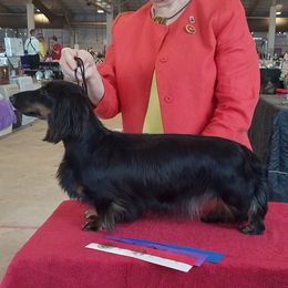 Prada - Dachshund