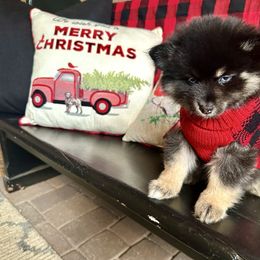 Bjorn - Black and white male Pomsky puppy in Cave Creek, Arizona from Arizona Luxury Pomskies