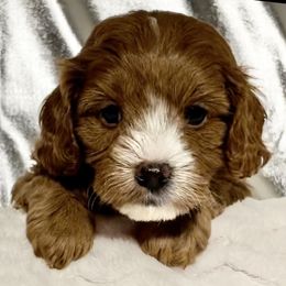 Cavapoo Puppies from Rosie’s Pups MN