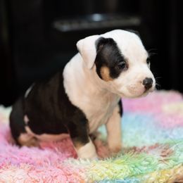 Puppy2 - Black male American Staffordshire Terrier puppy in Georgia from Ynez Kennels