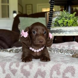 Maggie - Chocolate female Dachshund puppy in New Albany, Mississippi from Double A. Doxies