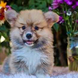 Rex - Sable male Pembroke Welsh Corgi puppy in Caliente, California from Rafter Cross 7