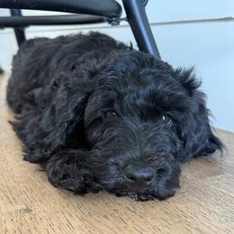 Lyric - Black female Goldendoodle puppy in Pahrump, Nevada from Cold Creek Doodles