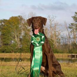 Cruize - Labrador Retriever