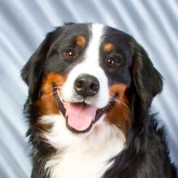 Aileron - Bernese Mountain Dog