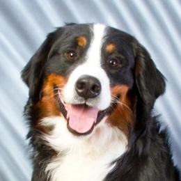 Aileron - Bernese Mountain Dog