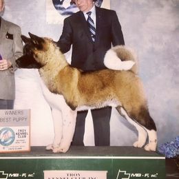 Spartacus  - Akita