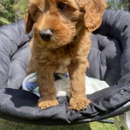 Australian Labradoodle Puppies from Snooze and Sniff Labradoodles