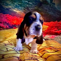 Poppy - Black white and brown female Basset Hound puppy in Bremerton, Washington from Over the Rainbow Basset Hounds
