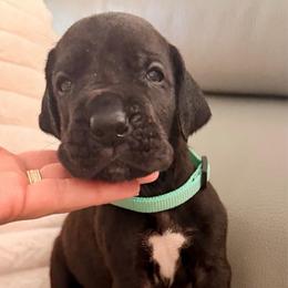 Daphne - Black female Great Dane puppy in Plano, Texas from Blue Thunder Danes