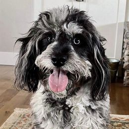 Harley - Aussiedoodle