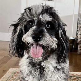 Harley - Aussiedoodle