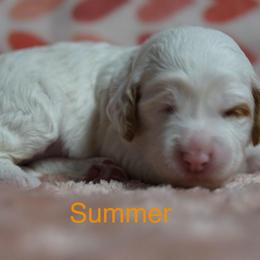 Summer - Chalk female Australian Labradoodle puppy in Fontana, California from Glory Labradoodle’s