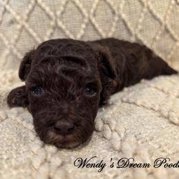 Cocoa - Brown male Poodle puppy in Norman, Indiana from Wendy's Poodles
