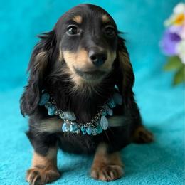 Floyd - Black and tan male Dachshund puppy in Lincoln, Arkansas from Red Dirt Dachshunds