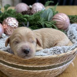 Charlie Brown (Black Collar) - Cream male Goldendoodle puppy in Bay City, Texas from Charming Doods