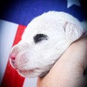 Ceto- Girl 3, pirate - White female Dogo Argentino puppy in San Diego, California from Debonair Dogos
