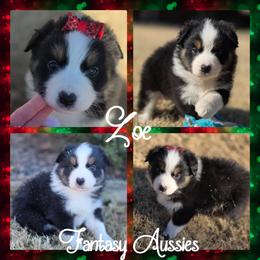 Zoe - Black tri-color female Australian Shepherd puppy in Anna, Texas from Fantasy Pomeranians & Fantasy Aussies