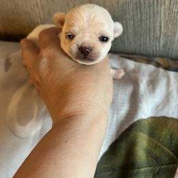 Girl 1 - Chihuahua puppy in Buffalo Grove, Illinois from Piccoli Amici Chihuahuas