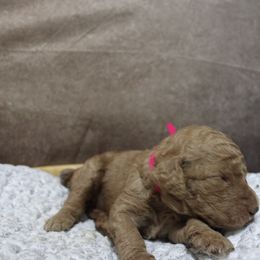 “Female” Daenerys “ pink collar - Poodle puppy in Hazard, Kentucky from Suited N Booted Standards