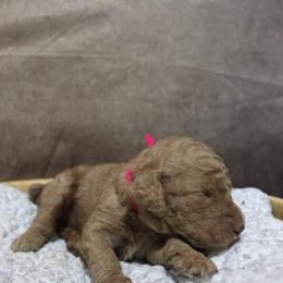 “Female” Daenerys “ pink collar - Poodle puppy in Hazard, Kentucky from Suited N Booted Standards