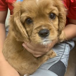 Cavalier King Charles Spaniel Puppies from Brentmoor Cavaliers