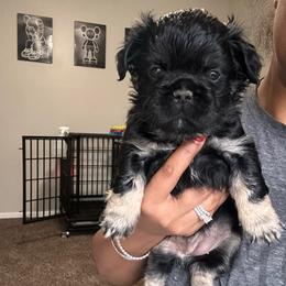 Aurora - Black and white female French Bulldog puppy in Columbus, Ohio from Kallie’s Kennel