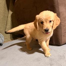 AKC Girl 4 - Golden female Golden Retriever puppy in Joshua, Texas from 3 Gun Retrievers