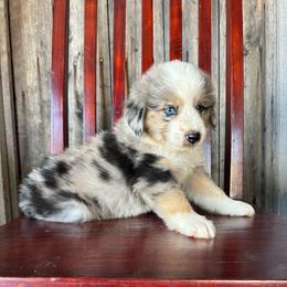 Cowboy - Blue merle male Miniature Australian Shepherd puppy in Loretto, Tennessee from K Kountry Farm