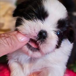 Dreamy - Black and white female Shih Tzu puppy in Sanger, California from Hillsides Shih-Tzu
