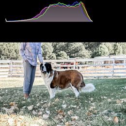 Aussiedoodle, Goldendoodle, Poodle, Saint Berdoodle, Saint Bernard, and Sheepadoodle All Grown Up from Rocky Ridge Ranch