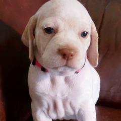Girl 2 - Braque du Bourbonnais puppy in Lincoln, Nebraska from Rufnit Kennels, LLC