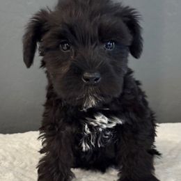Black boy - Black male Miniature Schnauzer puppy in Avondale, Arizona from Campos Schnauzers